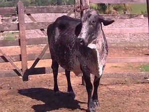 Bandeirão, vaca da raça Girolando, deu a luz a Coelhinha